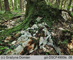 Rigidoporus sanguinolentus (zmiennoporek krwawiący)