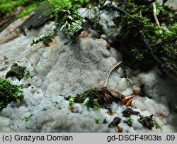 Rigidoporus sanguinolentus (zmiennoporek krwawiący)