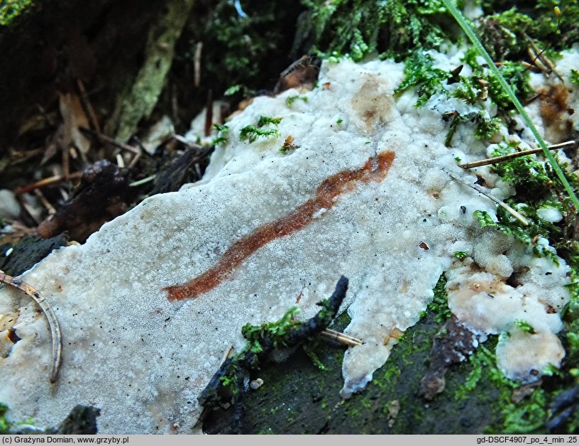 Rigidoporus sanguinolentus (zmiennoporek krwawiący)