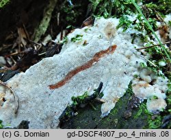 Rigidoporus sanguinolentus (zmiennoporek krwawiący)