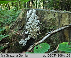 Antrodia heteromorpha (jamkówka różnokształtna)