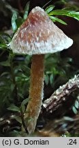 Cortinarius albovariegatus