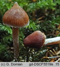 Cortinarius albovariegatus