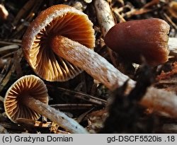 Cortinarius albovariegatus