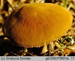 Cystoderma tuomikoskii