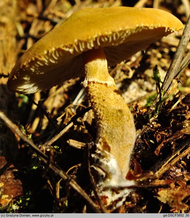 Cystoderma tuomikoskii