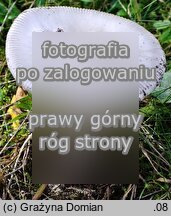 Amanita argentea (muchomor srebrzysty)