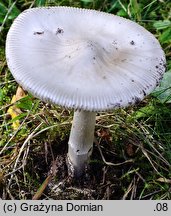 Amanita argentea (muchomor srebrzysty)