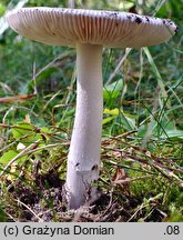 Amanita argentea (muchomor srebrzysty)