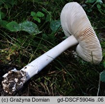 Amanita argentea (muchomor srebrzysty)