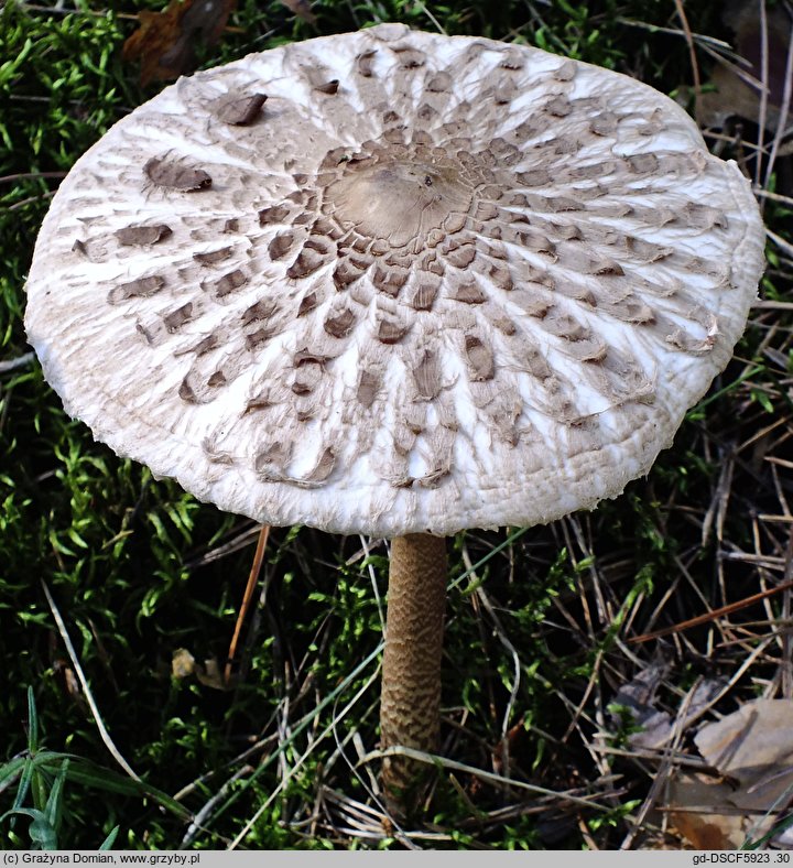 Macrolepiota fuliginosa