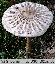 Macrolepiota fuliginosa