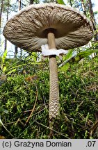 Macrolepiota fuliginosa