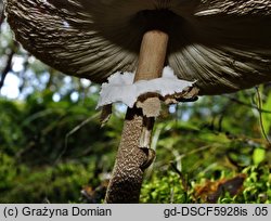 Macrolepiota fuliginosa