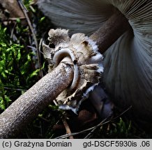 Macrolepiota fuliginosa