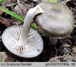 Entoloma plebeioides