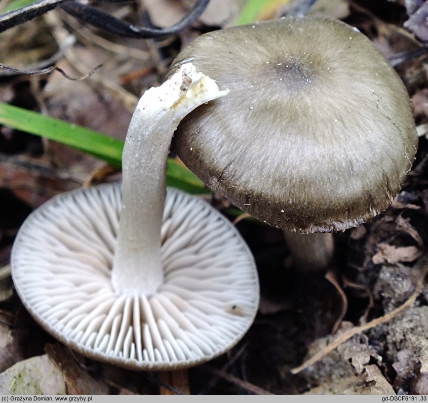 Entoloma plebeioides