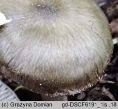 Entoloma plebeioides