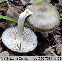 Entoloma plebeioides