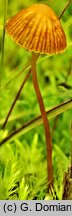 Galerina vittiformis (hełmówka rdzawa)