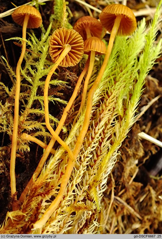 Galerina vittiformis (hełmówka rdzawa)