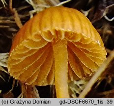 Galerina vittiformis (hełmówka rdzawa)