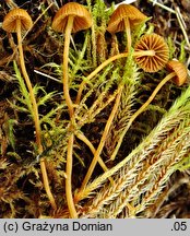 Galerina vittiformis (hełmówka rdzawa)