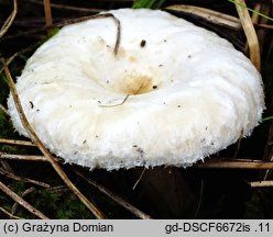 Lactarius scoticus