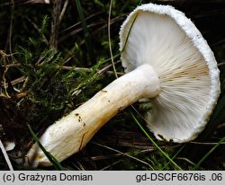 Lactarius scoticus