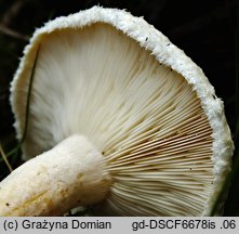 Lactarius scoticus