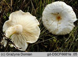 Lactarius scoticus