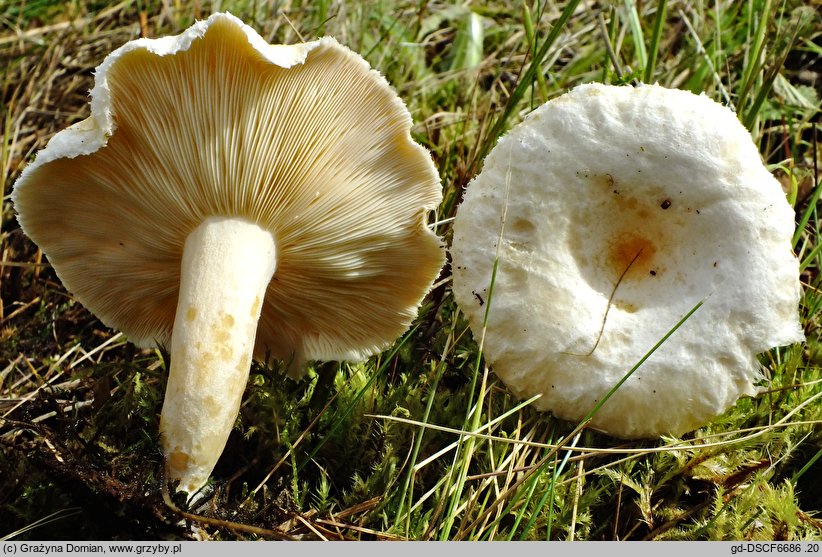 Lactarius scoticus