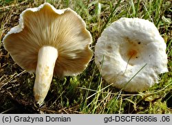 Lactarius scoticus