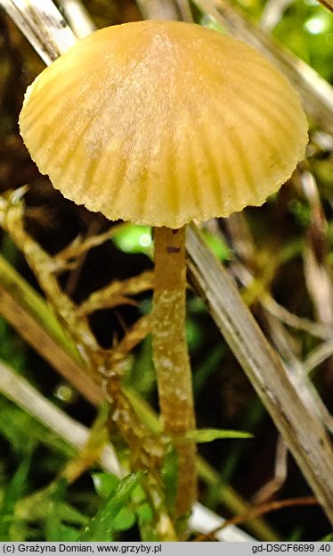 Galerina clavata (hełmówka wielkozarodnikowa)