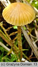 Galerina clavata (hełmówka wielkozarodnikowa)