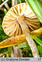 Galerina clavata (hełmówka wielkozarodnikowa)