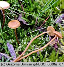 Galerina vittiformis (hełmówka rdzawa)