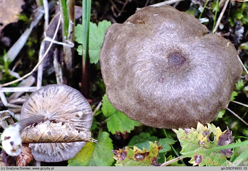 Entoloma caeruleum