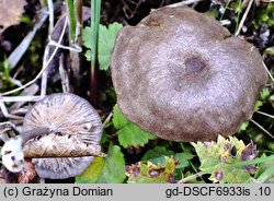 Entoloma caeruleum