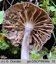 Entoloma caeruleum