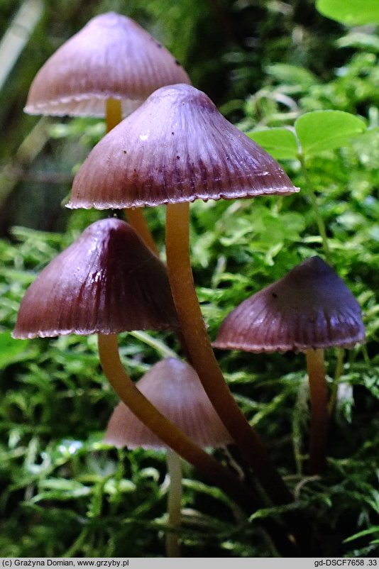 Mycena inclinata (grzybówka mydlana)