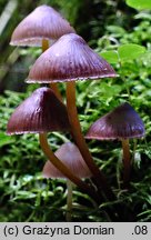 Mycena inclinata (grzybówka mydlana)