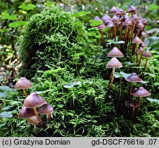 Mycena inclinata (grzybówka mydlana)