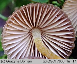 Mycena inclinata (grzybówka mydlana)