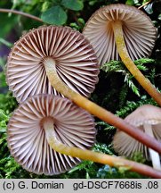 Mycena inclinata (grzybówka mydlana)