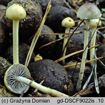 Protostropharia alcis