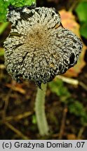 Coprinopsis jonesii