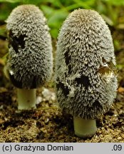 Coprinopsis jonesii