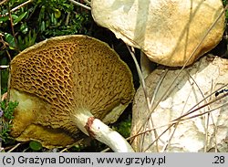 Suillus flavidus (maślak błotny)