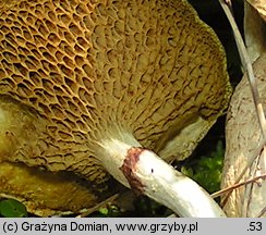 Suillus flavidus (maślak błotny)